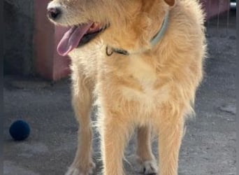 PEANUT-schnuckligen Zottel-Vertreter dieser wunderbaren Rasse