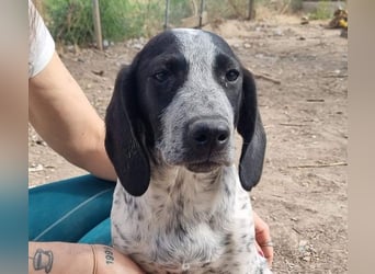 FLECHA-neugierig, sensibel, bewegungsfreudiges Mädchen sucht ihr liebevolles "Für-immer-Zuhause"