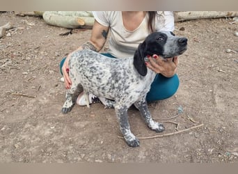 FLECHA-neugierig, sensibel, bewegungsfreudiges Mädchen sucht ihr liebevolles "Für-immer-Zuhause"