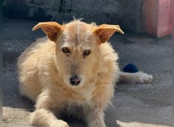 PEANUT-schnuckligen Zottel-Vertreter dieser wunderbaren Rasse