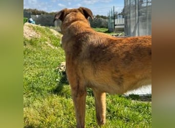 ZARA-eine ganz besondere Hündin mit einer bewegenden Geschichte