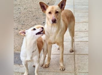 CALA-sehr angenehme, stille Hündin