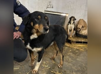 ROCKY– ruhiger Begleiter mit großem Herzen sucht sein Für-immer-Zuhause
