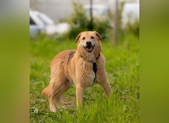 LORIEN - vorsichtiger Herzenshund sucht Menschen mit Geduld und Liebe