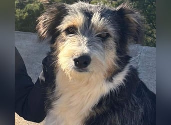 NINA-sanfte Seele mit großem Herzen sucht ihre liebevolle Für-immer-Familie