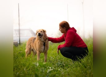 LORIEN - vorsichtiger Herzenshund sucht Menschen mit Geduld und Liebe