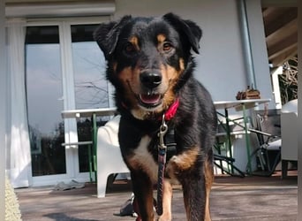 ROCKY– ruhiger Begleiter mit großem Herzen sucht sein Für-immer-Zuhause