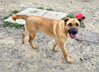 Zauberhafte GIGI-freundlich, höflich, ausgeglichen wartet auf ein schönes Zuhause