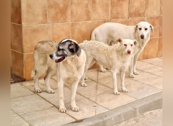 Wundervolle CELESTE-sanft, sozial, menschenbezogen, voller Liebe wartet sie auf ein schönes  Zuhause