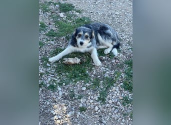 NINA-sanfte Seele mit großem Herzen sucht ihre liebevolle Für-immer-Familie