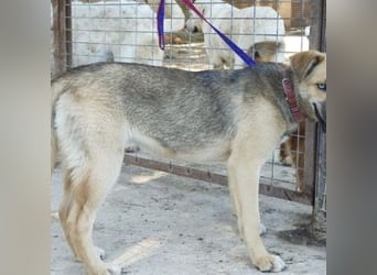 SAMIRA-zarte Schmusehündin sucht liebevolles Zuhause