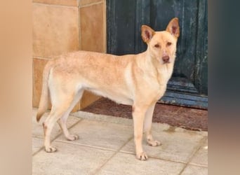 CALA-sehr angenehme, stille Hündin