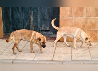 Zauberhafte GIGI-freundlich, höflich, ausgeglichen wartet auf ein schönes Zuhause