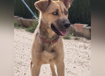 SAMIRA-zarte Schmusehündin sucht liebevolles Zuhause