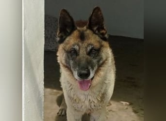 ELVIS-Schmusebär mit Entdeckerherz sucht Familienanschluss