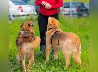 LORIEN - vorsichtiger Herzenshund sucht Menschen mit Geduld und Liebe