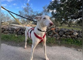 ALONSO-unglaublich liebevoller und sanfter Hund