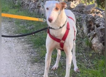 ALONSO-unglaublich liebevoller und sanfter Hund