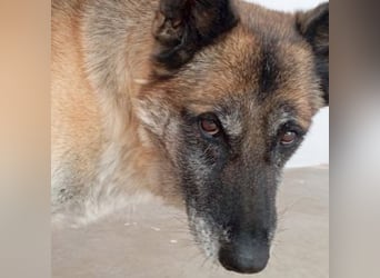 ELVIS-Schmusebär mit Entdeckerherz sucht Familienanschluss