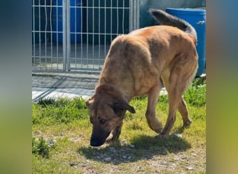 ZARA-eine ganz besondere Hündin mit einer bewegenden Geschichte