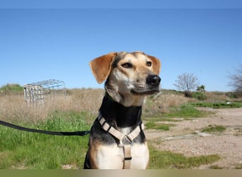 SOMBRA-lieb, sanftmütig, anhänglich und auf der Suche nach liebevoller Für-immer-Familie