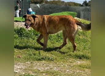 ZARA-eine ganz besondere Hündin mit einer bewegenden Geschichte