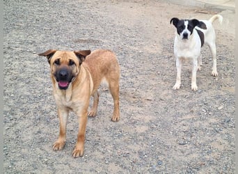 Zauberhafte GIGI-freundlich, höflich, ausgeglichen wartet auf ein schönes Zuhause
