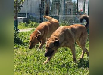 ZARA-eine ganz besondere Hündin mit einer bewegenden Geschichte