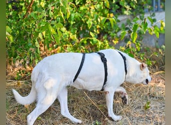 SNOW-WHITE - zart Seele hat ihr Herz geöffnet und ist bereit für ihre liebevolle Familie