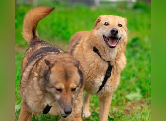 LORIEN - vorsichtiger Herzenshund sucht Menschen mit Geduld und Liebe