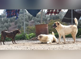 Bamali-wartet in 39291 Hohenwarthe