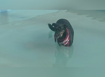 LUCA - Liebe, Vertrauen und … Wasser braucht Luca, um glücklich im liebevollen Zuhause zu werden.