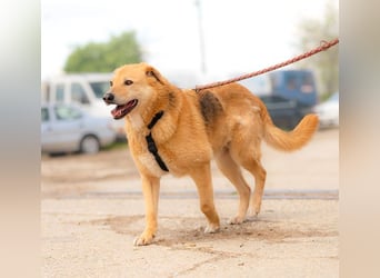 LORIEN - vorsichtiger Herzenshund sucht Menschen mit Geduld und Liebe
