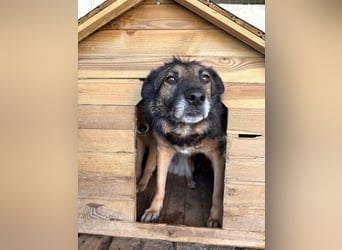CLARENCE- ein Gentleman sucht liebevolles Für-immer-Zuhase