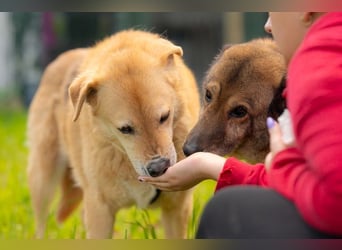 LORIEN - vorsichtiger Herzenshund sucht Menschen mit Geduld und Liebe