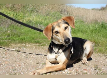 SOMBRA-lieb, sanftmütig, anhänglich und auf der Suche nach liebevoller Für-immer-Familie