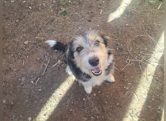 NINA-sanfte Seele mit großem Herzen sucht ihre liebevolle Für-immer-Familie