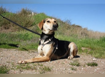 SOMBRA-lieb, sanftmütig, anhänglich und auf der Suche nach liebevoller Für-immer-Familie