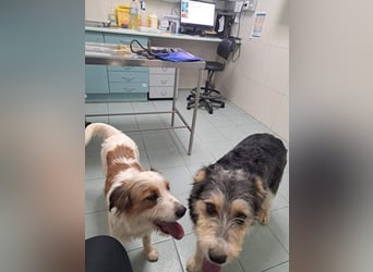 NINA-sanfte Seele mit großem Herzen sucht ihre liebevolle Für-immer-Familie