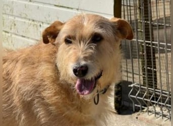 PEANUT-schnuckligen Zottel-Vertreter dieser wunderbaren Rasse