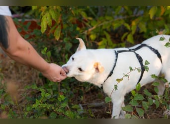 SNOW-WHITE - zart Seele hat ihr Herz geöffnet und ist bereit für ihre liebevolle Familie