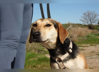 SOMBRA-lieb, sanftmütig, anhänglich und auf der Suche nach liebevoller Für-immer-Familie