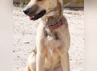 SAMIRA-zarte Schmusehündin sucht liebevolles Zuhause