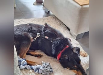 ROCKY– ruhiger Begleiter mit großem Herzen sucht sein Für-immer-Zuhause