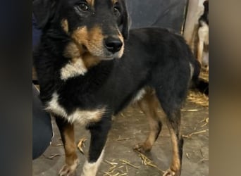 ROCKY– ruhiger Begleiter mit großem Herzen sucht sein Für-immer-Zuhause