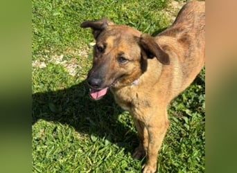 ZARA-eine ganz besondere Hündin mit einer bewegenden Geschichte