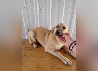 SASHA - unendlich liebes Hundemädchen wartet sehnsüchtig auf liebevolles Für-immer-Zuhause