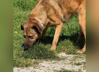 ZARA-eine ganz besondere Hündin mit einer bewegenden Geschichte