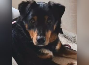 ROCKY– ruhiger Begleiter mit großem Herzen sucht sein Für-immer-Zuhause