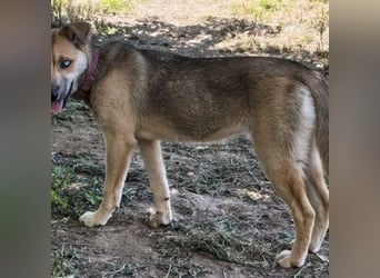 SAMIRA-zarte Schmusehündin sucht liebevolles Zuhause